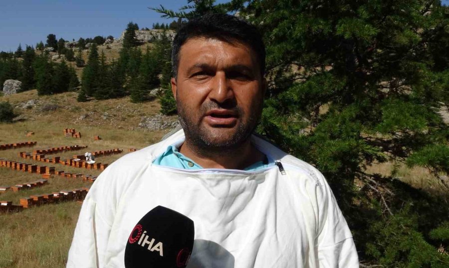 Sağım Başladı: Şifa Deposu Sedir Balı Arıcıların Yüzünü Güldürdü