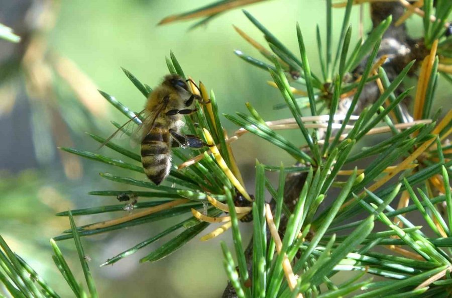 Sağım Başladı: Şifa Deposu Sedir Balı Arıcıların Yüzünü Güldürdü