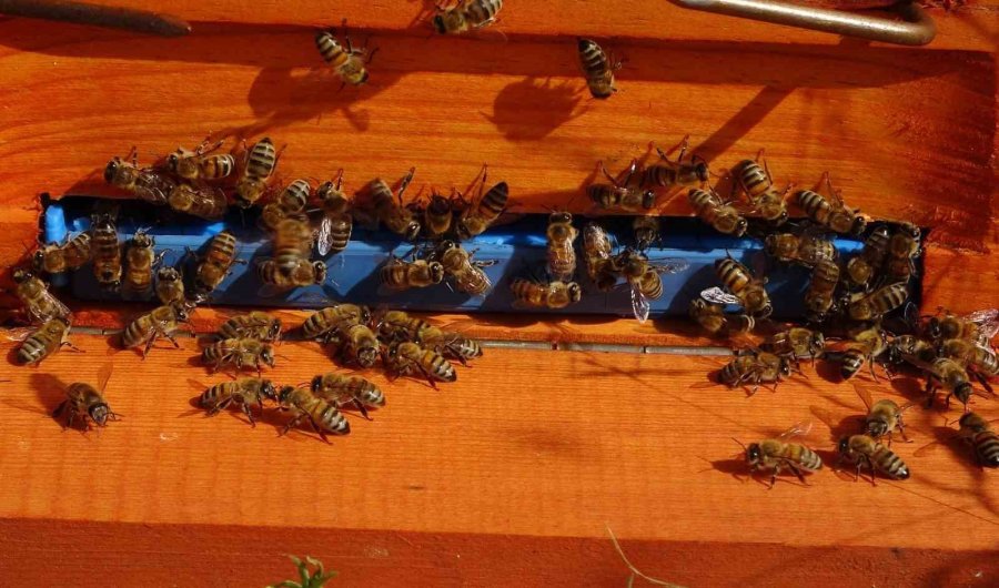 Sağım Başladı: Şifa Deposu Sedir Balı Arıcıların Yüzünü Güldürdü