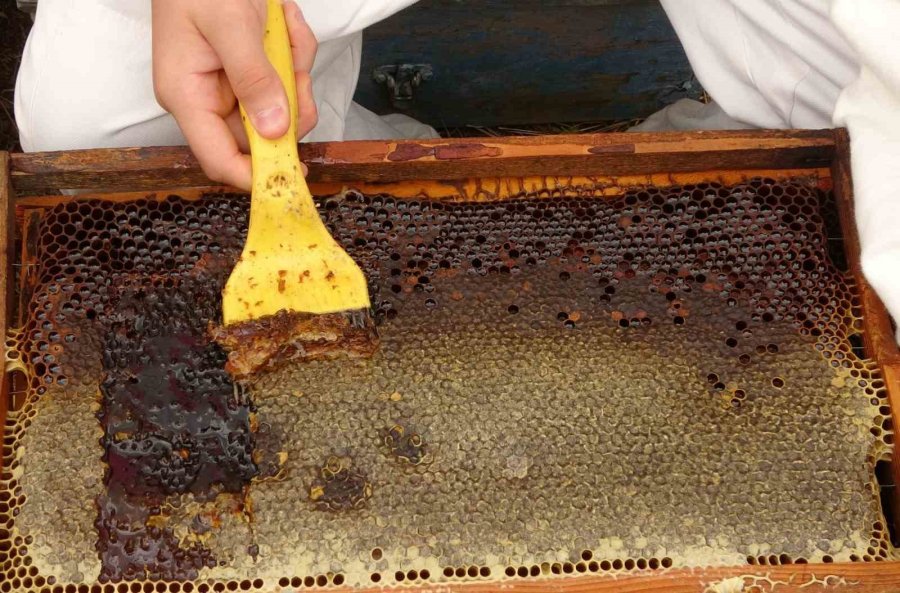 Sağım Başladı: Şifa Deposu Sedir Balı Arıcıların Yüzünü Güldürdü