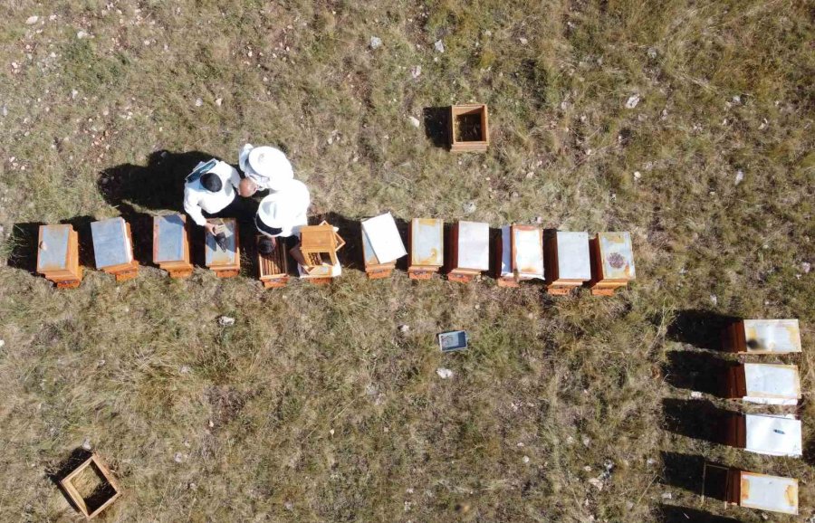 Sağım Başladı: Şifa Deposu Sedir Balı Arıcıların Yüzünü Güldürdü