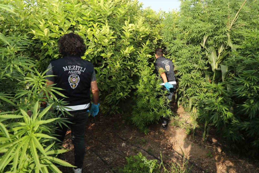 Limon Bahçesinde Uyuşturucu Yetiştirirken Yakalandı