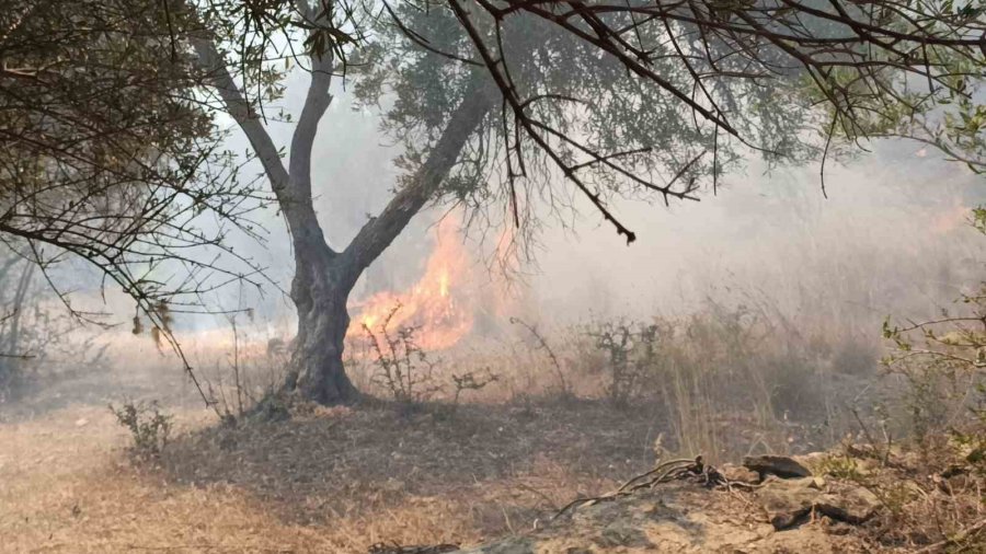 Çöplerden Çıkan Yangın, Zeytin Ağaçlarına Zarar Verdi