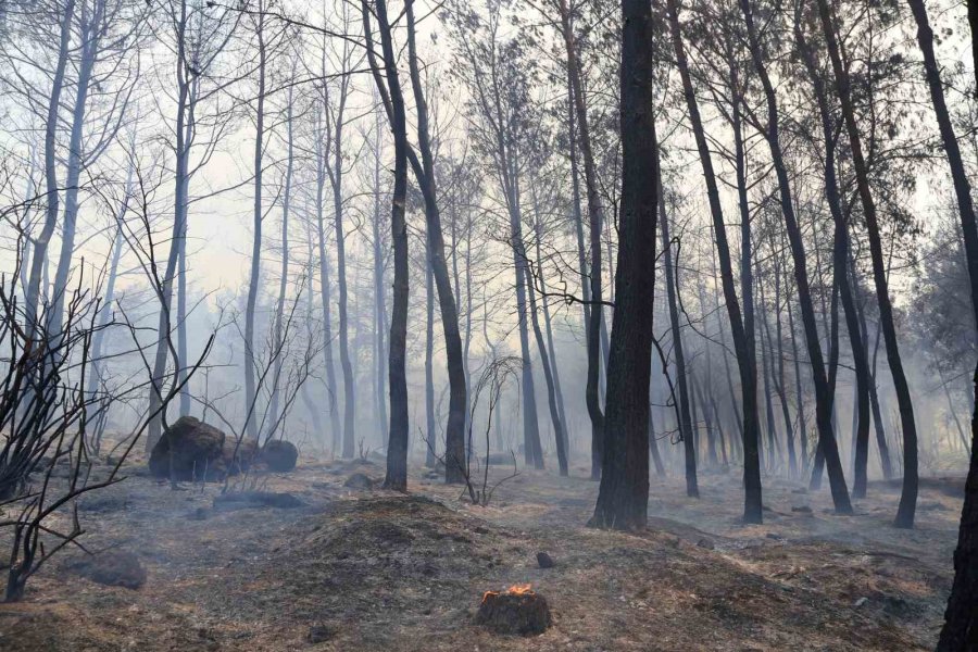 Antalya’da Çıkan Orman Yangınında Seralar Büyük Zarar Gördü