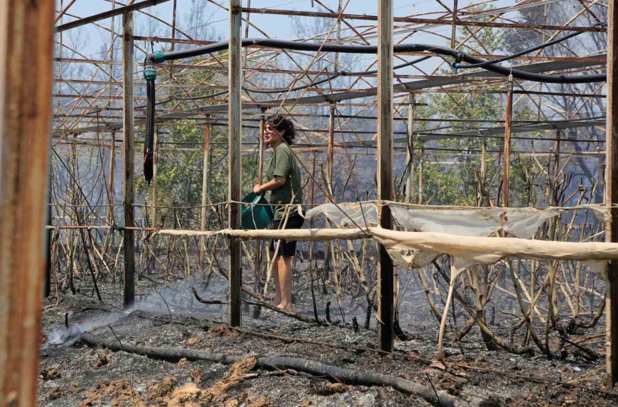 Antalya’da Çıkan Orman Yangınında Seralar Büyük Zarar Gördü