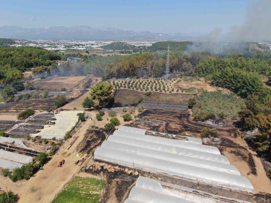 Antalya’da Çıkan Orman Yangınında Seralar Büyük Zarar Gördü
