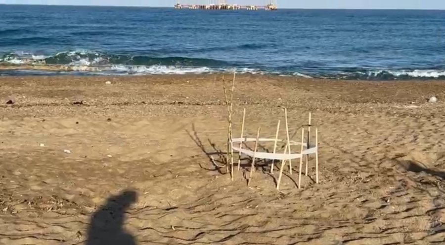 Alanya’da İlk Yavru Caretta Carettalar Denizle Buluştu