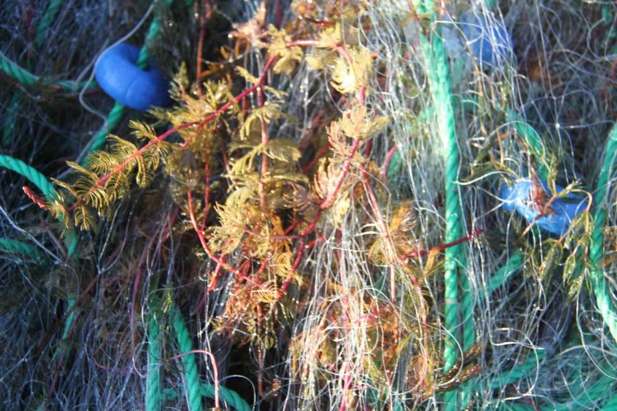 Gölde Balık Değil, Ot Avlıyorlar