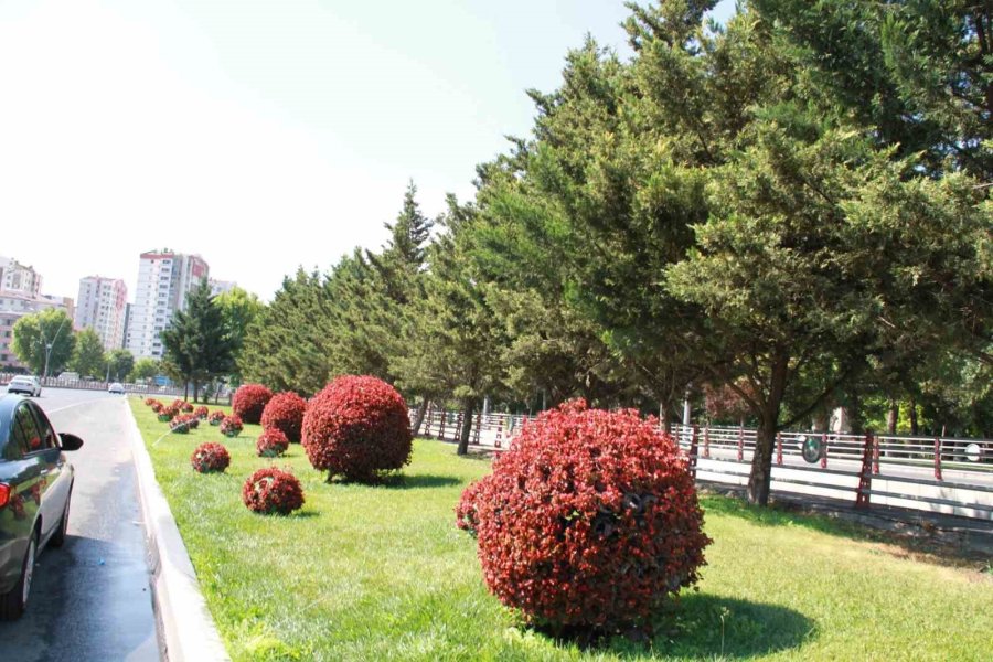 Büyükşehir Kentin Dört Bir Yanını 800 Bin Adet Çiçek İle Donattı