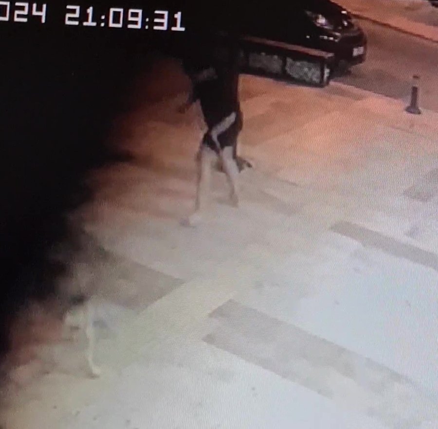 Evinin Kapısı Önünde Sokak Köpeğinin Saldırısına Uğradı, Baldırından Isırıldı