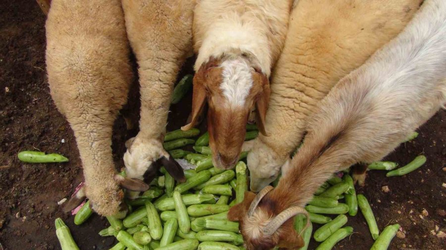 Kabak Üreticisi İhracat İçin Yeni Ülkeler Arıyor