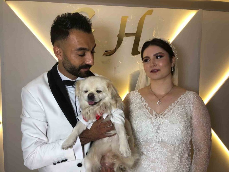 ’bulut’, Sahibini Düğününde De Yalnız Bırakmadı