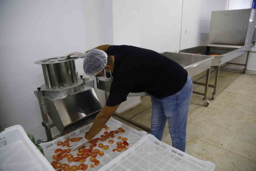 Kumluca Yaş Sebze Meyve Kurutma Ve Paketleme Tesisi İle Kayıplar En Aza İniyor