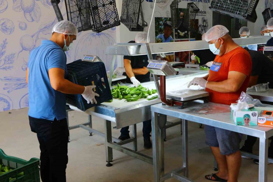 Kumluca Yaş Sebze Meyve Kurutma Ve Paketleme Tesisi İle Kayıplar En Aza İniyor