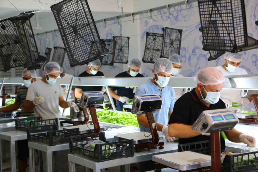 Kumluca Yaş Sebze Meyve Kurutma Ve Paketleme Tesisi İle Kayıplar En Aza İniyor