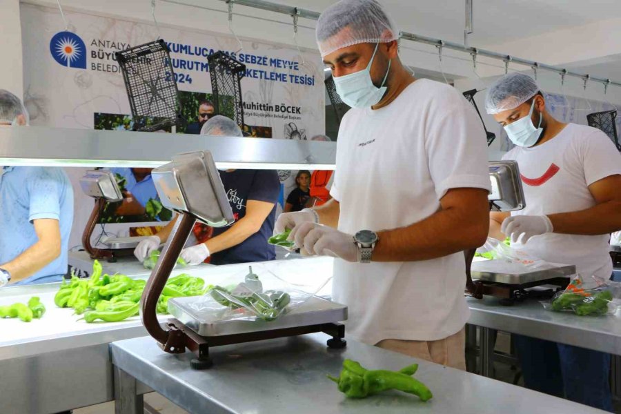 Kumluca Yaş Sebze Meyve Kurutma Ve Paketleme Tesisi İle Kayıplar En Aza İniyor