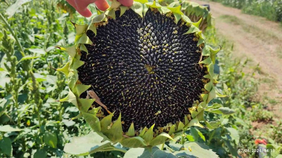 Eskişehir’de Devlet Destekli Ayçiçeği Üretiminden Çok Yüksek Verim Bekleniyor