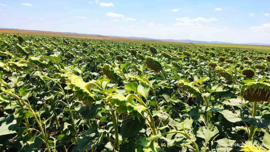 Eskişehir’de Devlet Destekli Ayçiçeği Üretiminden Çok Yüksek Verim Bekleniyor