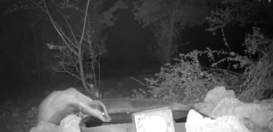 Antalya’da Sıcak Havandan Etkilenen Yaban Hayvanlarına Can Suyu