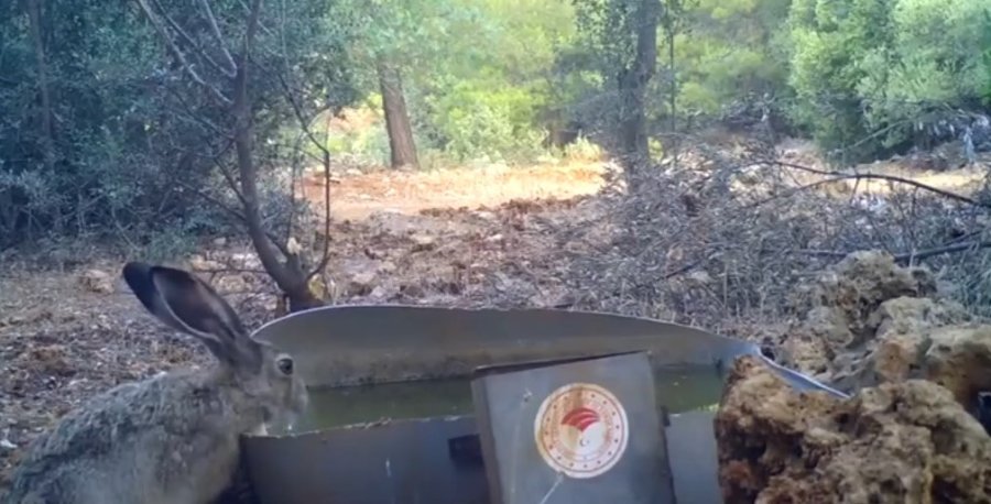Antalya’da Sıcak Havandan Etkilenen Yaban Hayvanlarına Can Suyu