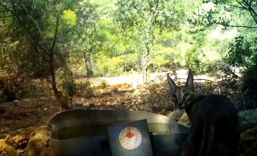 Antalya’da Sıcak Havandan Etkilenen Yaban Hayvanlarına Can Suyu