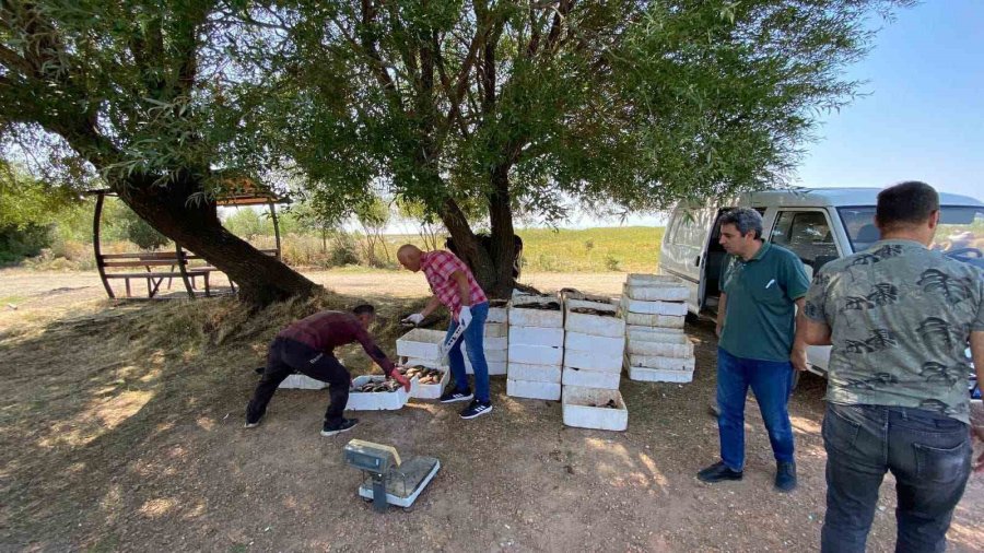 Beyşehir Gölünde Avlanan Balıklara Boy Limiti Denetimi