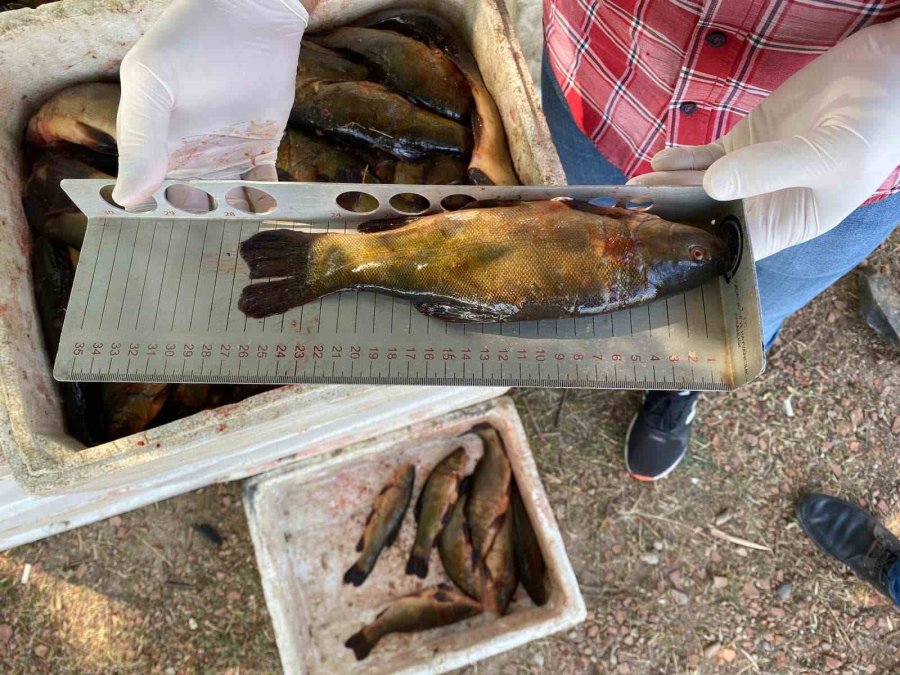 Beyşehir Gölünde Avlanan Balıklara Boy Limiti Denetimi