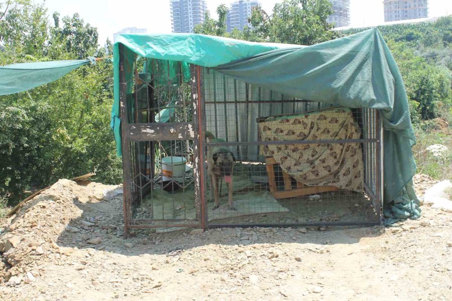 Taş Attığı Köpek Zinciri Kırarak Dehşeti Yaşattı