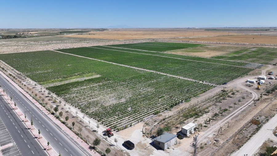 Karatay’da Ata Tohumu Ürünleri Hasadı Başladı