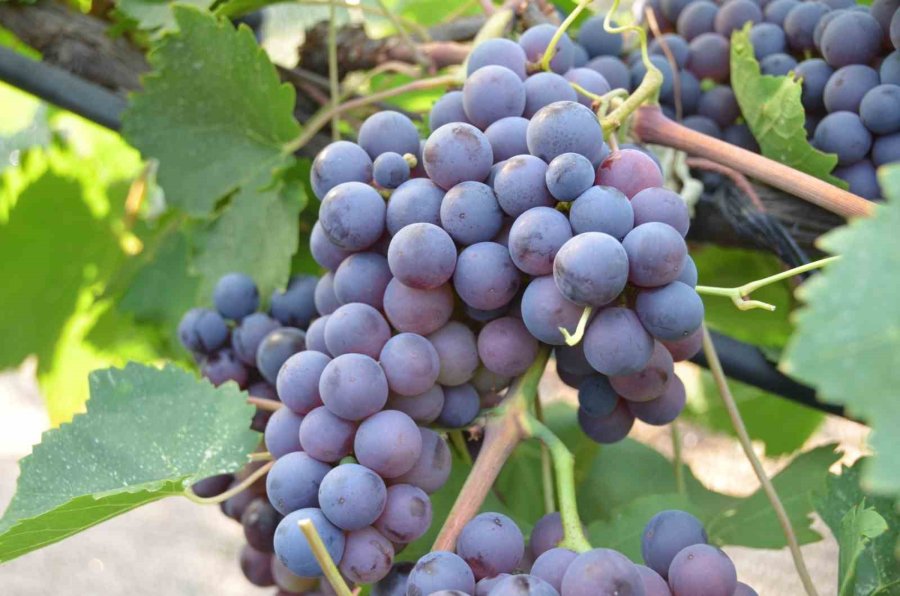 Atalarından Kalan Asırlık Üzüm Bağlarını Ayakta Tutmak İçin Çabalıyor