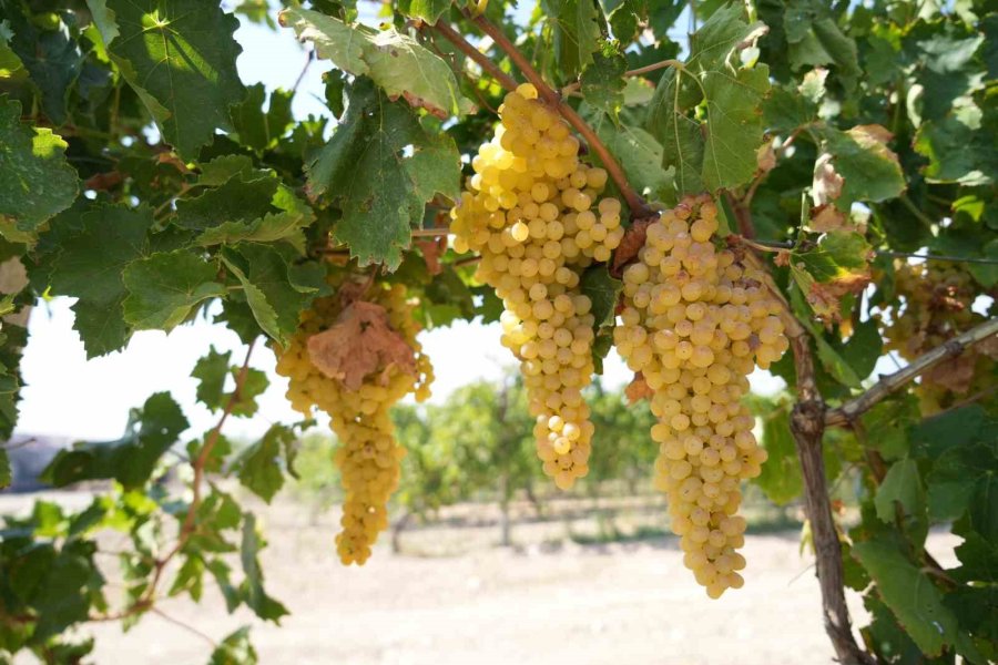 Niğde’de Yerel Lezzet ’köfter’ Zamanı