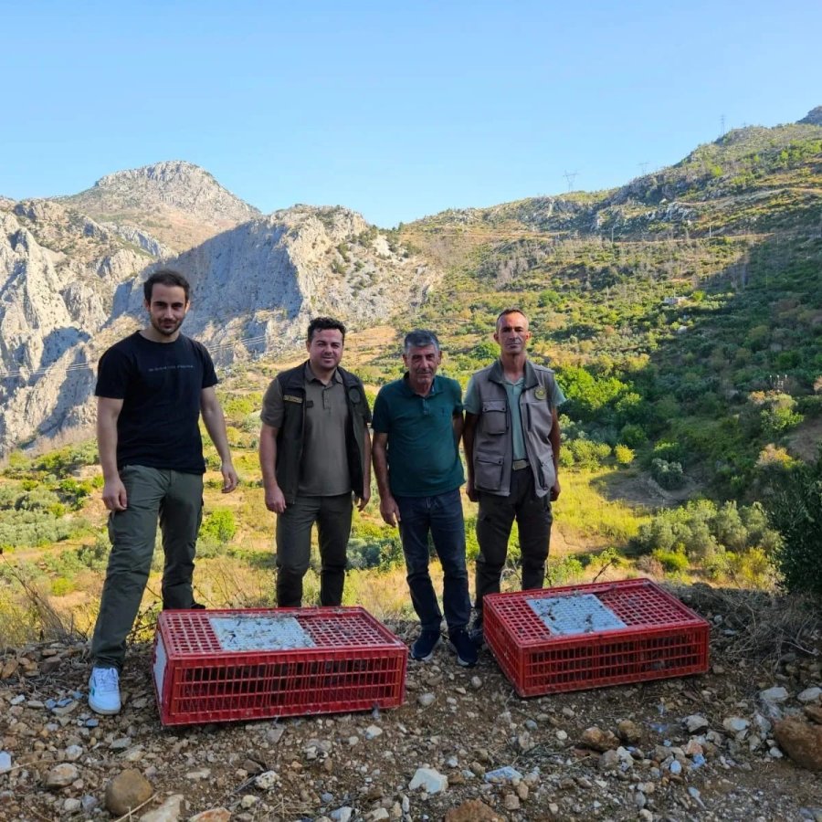 Akseki’de Orman Yangınına Karşı Doğa Dostu Adım: 920 Keklik Salımı Gerçekleştirildi