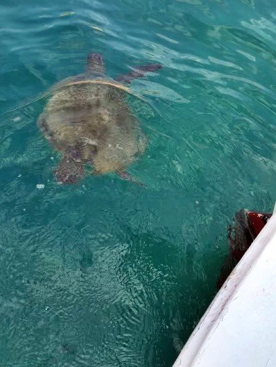 Alanya’da Denizde Şaşırtan Karşılaşma: Dev Carretta Caretta İle 1,5 Saat Yüzdüler