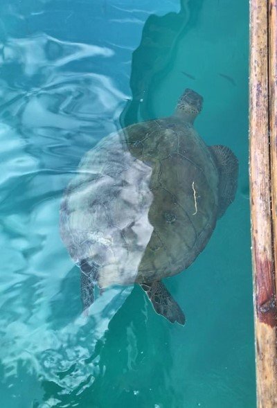 Alanya’da Denizde Şaşırtan Karşılaşma: Dev Carretta Caretta İle 1,5 Saat Yüzdüler