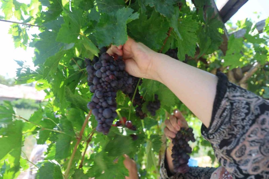 Üzümün Asmadan Pekmez Yolculuğu