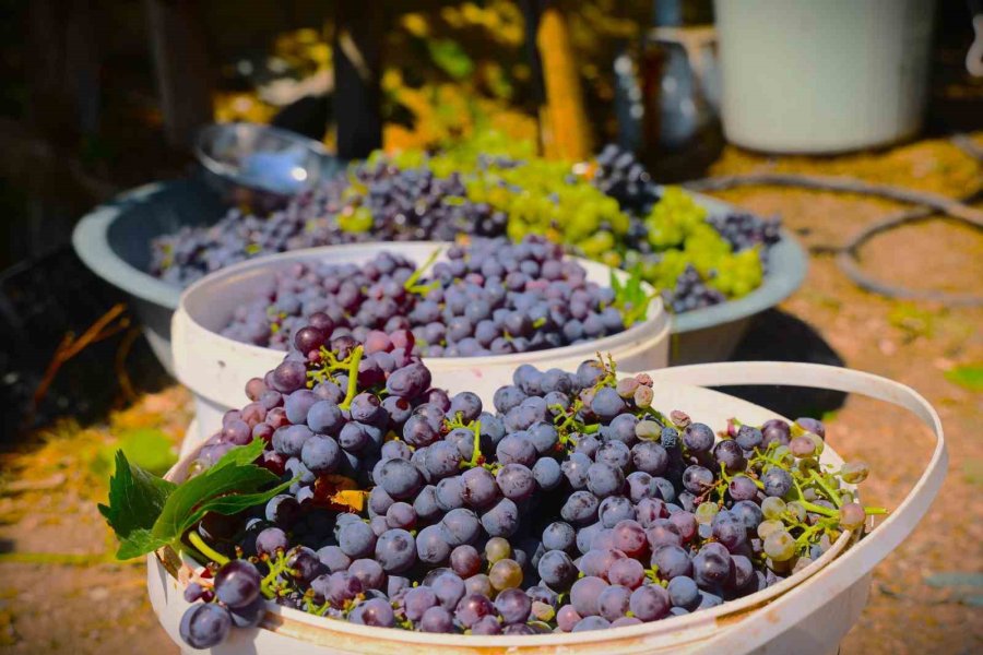 Üzümün Asmadan Pekmez Yolculuğu