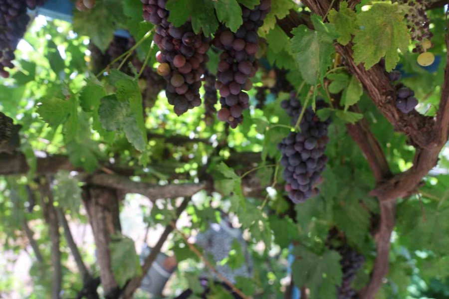 Üzümün Asmadan Pekmez Yolculuğu