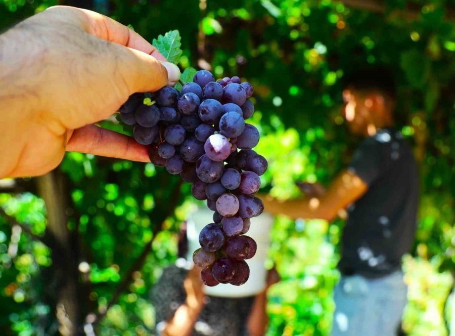 Üzümün Asmadan Pekmez Yolculuğu