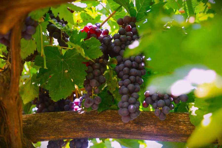 Üzümün Asmadan Pekmez Yolculuğu