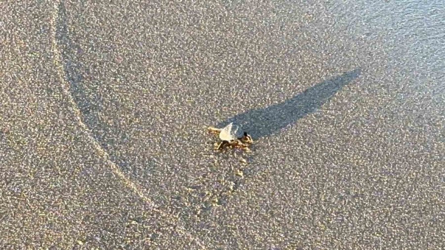 Alanya’da Yavru Caretta Carettalar Mavi Sularla Buluşmaya Devam Ediyor