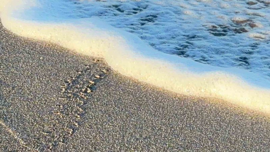 Alanya’da Yavru Caretta Carettalar Mavi Sularla Buluşmaya Devam Ediyor
