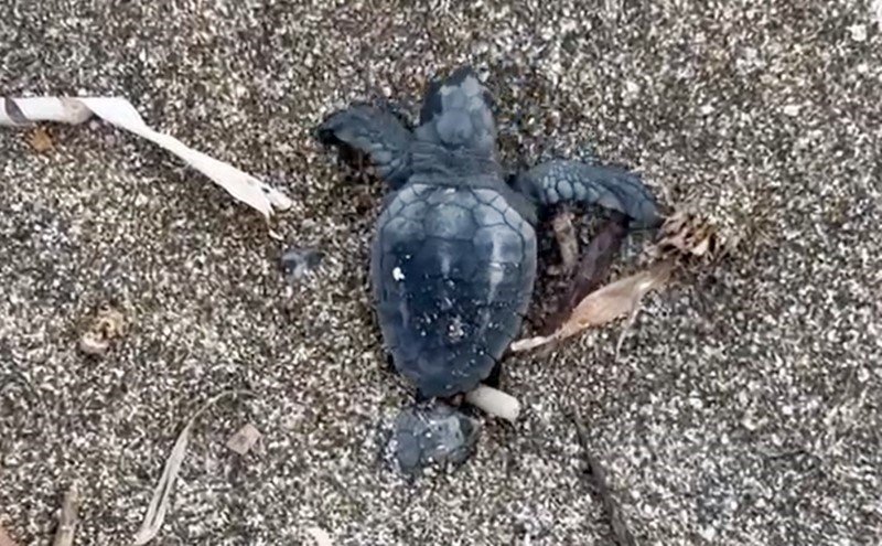 Alanya’da Yavru Caretta Carettalar Mavi Sularla Buluşmaya Devam Ediyor