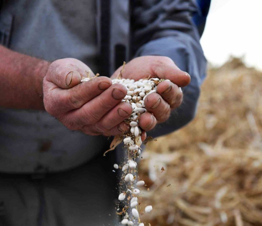 Çandır Fasulyesi İçin Yayla Şenliği Düzenlenecek