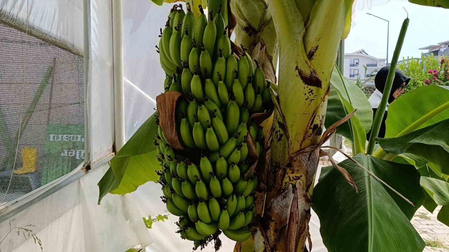 Manavgat’ta Hobi Bahçesinde Zeytin Ve Muz Hasadı