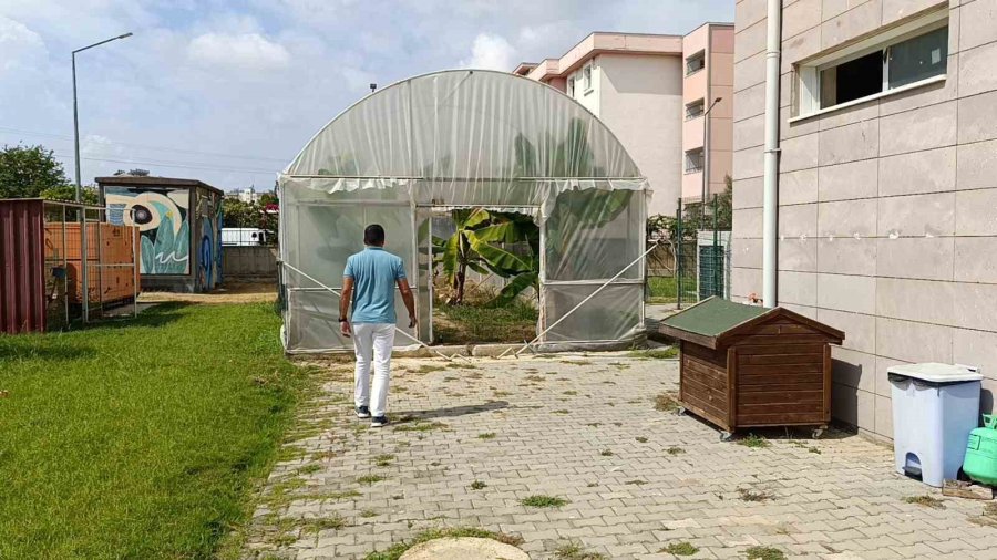 Manavgat’ta Hobi Bahçesinde Zeytin Ve Muz Hasadı