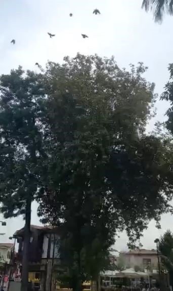 Ayağına Misina Dolanıp Ağaçta Mahsur Kalan Karga Kurtarıldı