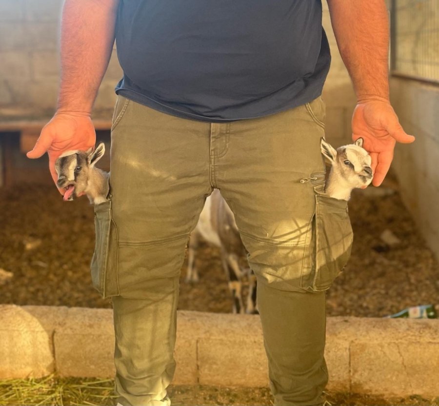 Antalya’nın Nijeryalı Cüce Keçileri: Avuç İçine Sığıyorlar, Görenler Biblo Sanıyor