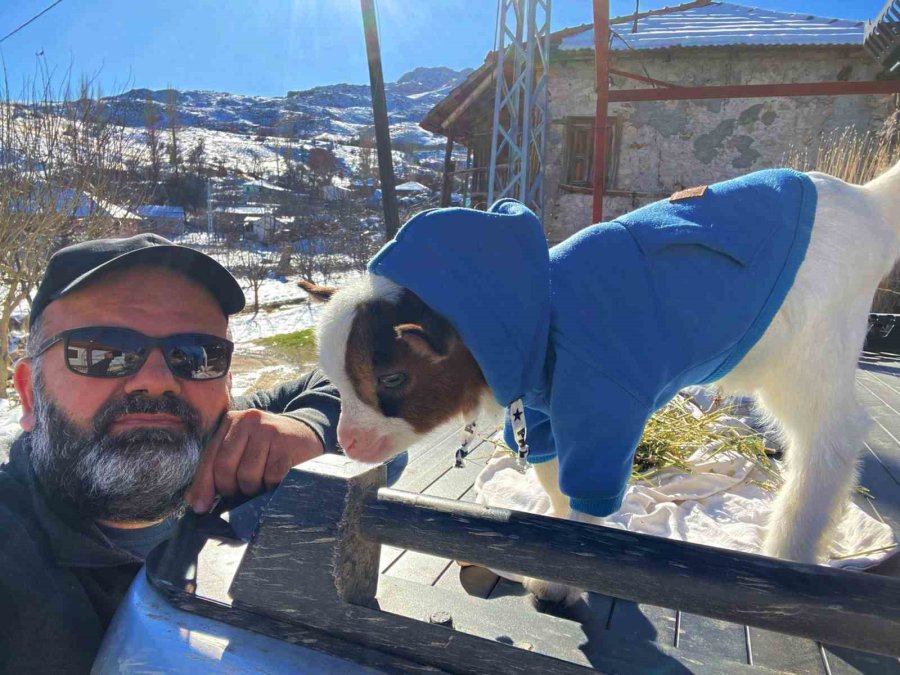 Antalya’nın Nijeryalı Cüce Keçileri: Avuç İçine Sığıyorlar, Görenler Biblo Sanıyor