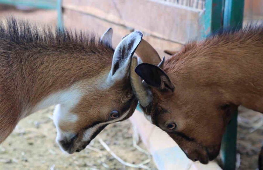 Antalya’nın Nijeryalı Cüce Keçileri: Avuç İçine Sığıyorlar, Görenler Biblo Sanıyor