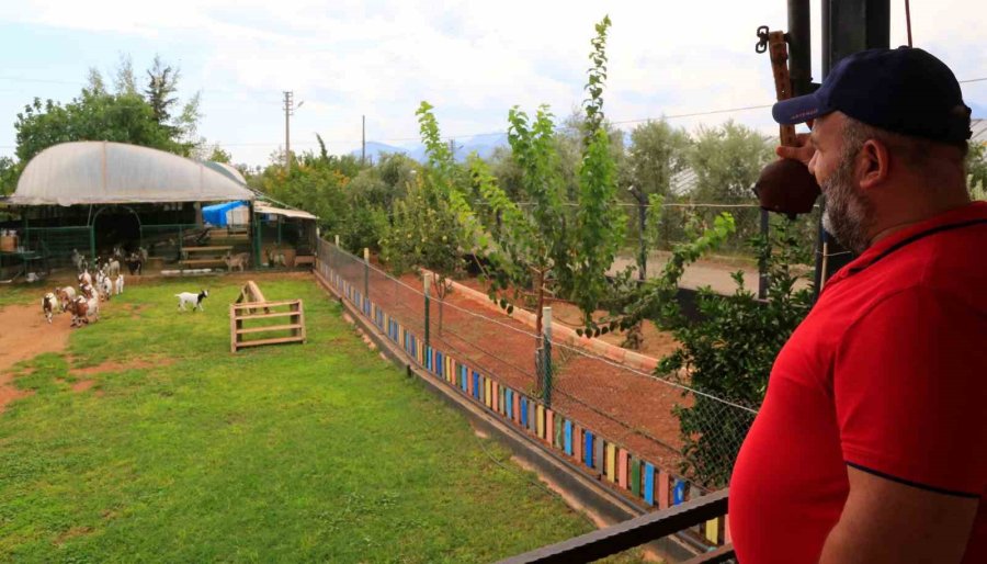 Antalya’nın Nijeryalı Cüce Keçileri: Avuç İçine Sığıyorlar, Görenler Biblo Sanıyor